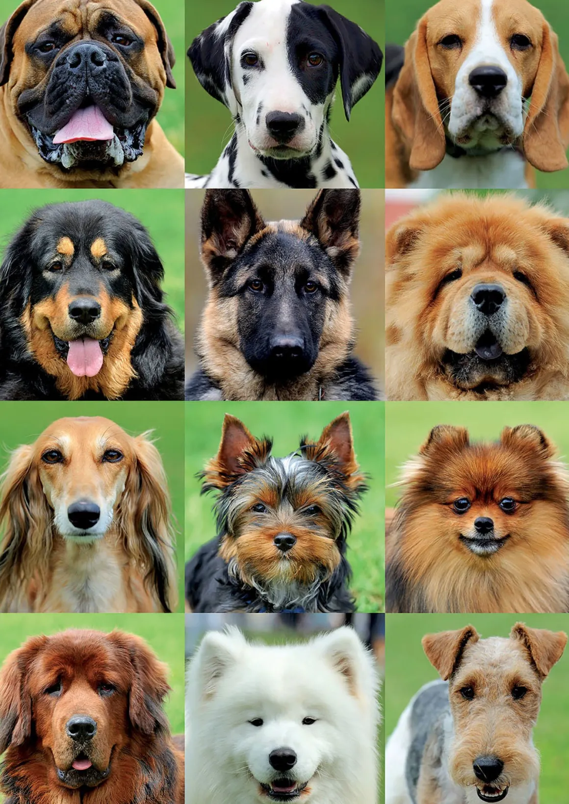 Educa Allemaal honden - legpuzzel van 500 stukjes