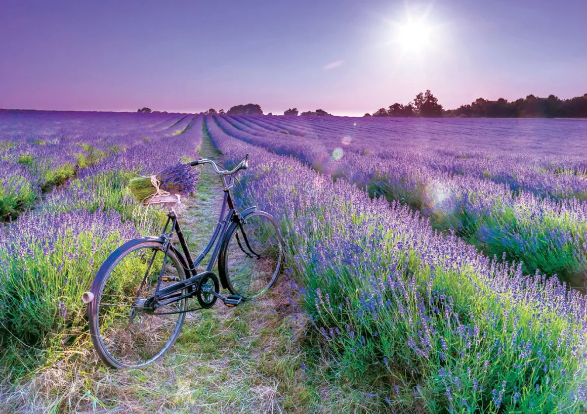 Educa Fiets in Lavendelveld - puzzel 1000 stukjes