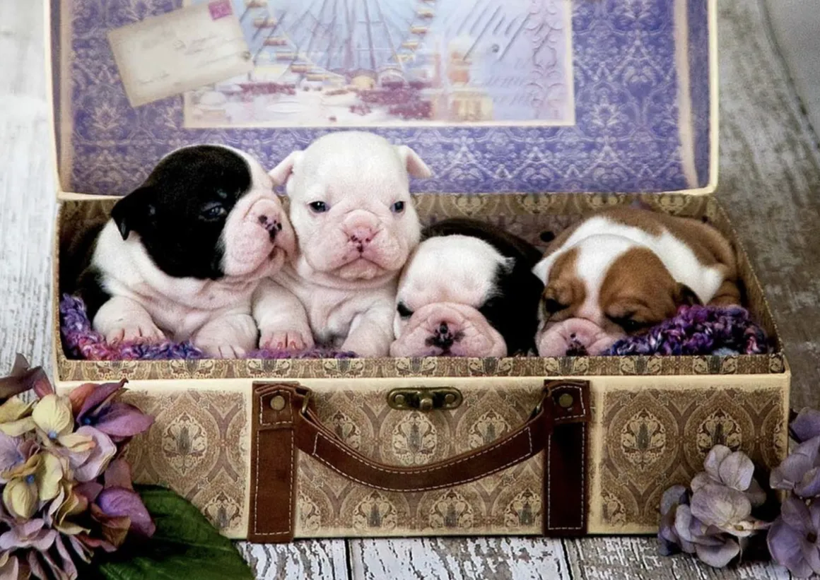 Educa Puppies - legpuzzel van 500 stukjes