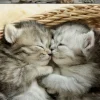 Educa Schattige kittens - legpuzzel van 500 stukjes