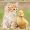 Educa Schattige vriendjes - legpuzzel van 500 stukjes
