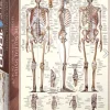 Eurographics Puzzles Het skeletsysteem - puzzel van 1000 stukjes