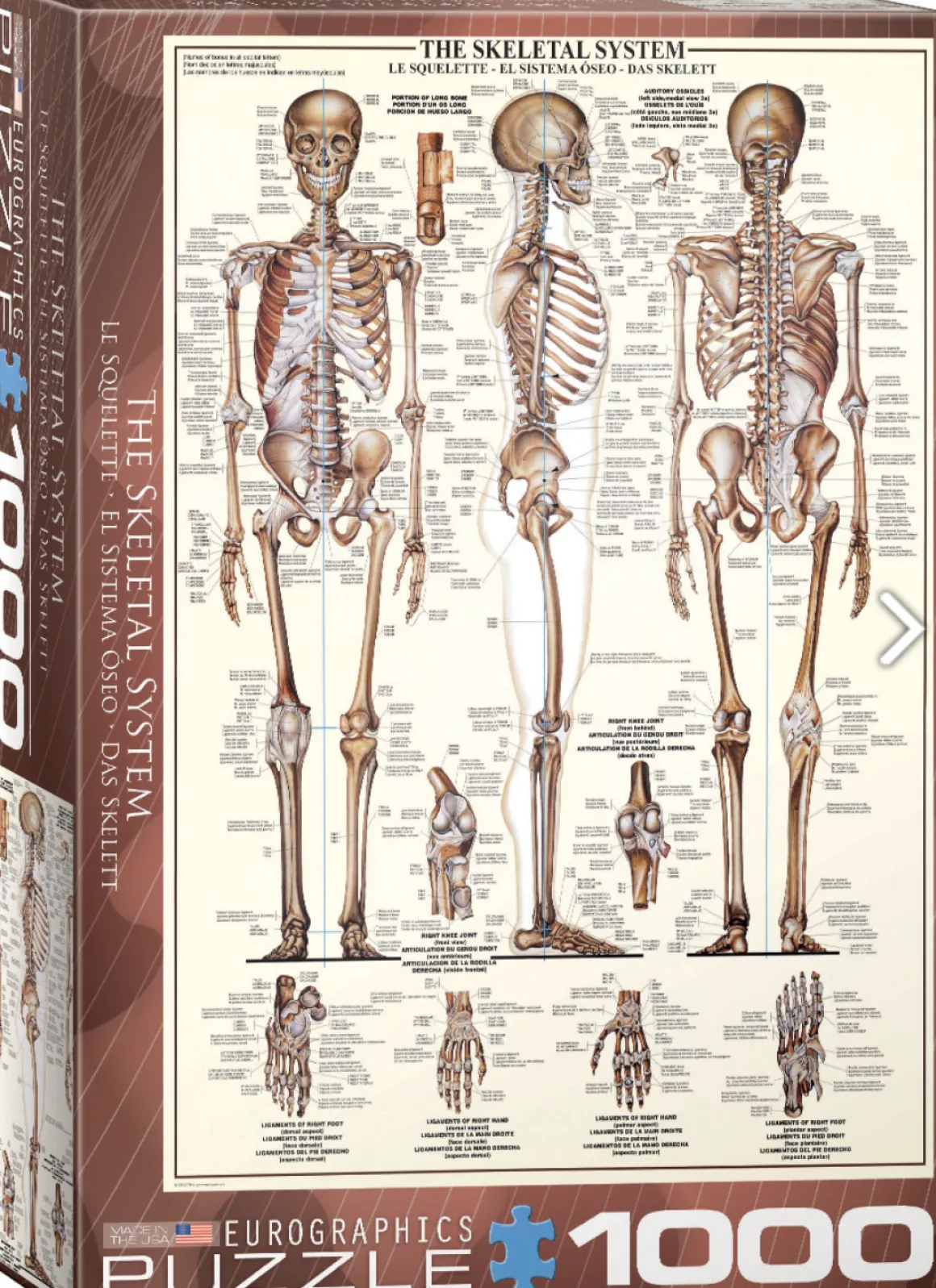 Eurographics Puzzles Het skeletsysteem - puzzel van 1000 stukjes