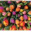 Piatnik Tulpen - 1000 stukjes