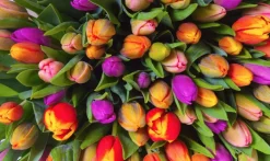 Piatnik Tulpen - 1000 stukjes