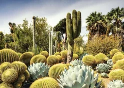 Ravensburger Huntington Desert Garden - puzzel van 1000 stukjes