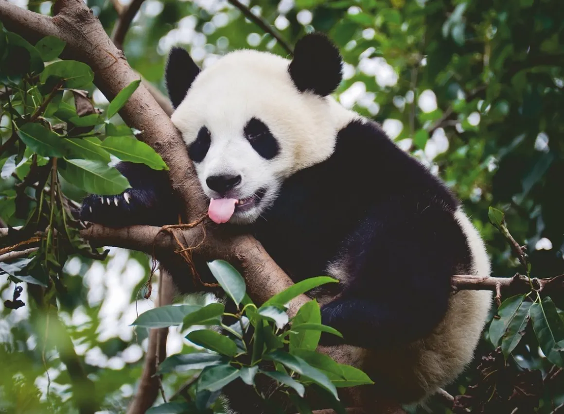 Ravensburger Panda in de boom - puzzel van 500 stukjes