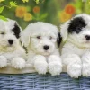 Ravensburger Schattige puppies - 200 stukjes