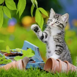 Ravensburger Tijger katjes - 3 puzzels van 49 stukjes